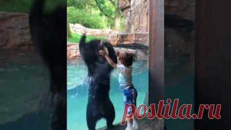 Дружелюбный медведь подыграл мальчику и попрыгал вместе с ним