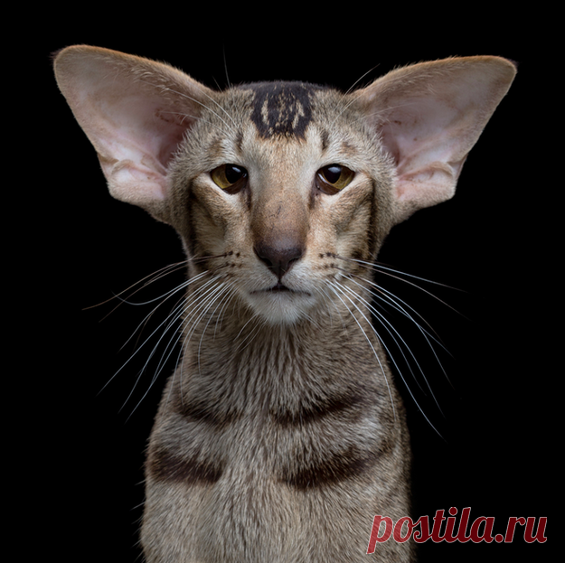 17 малоизвестных, но безумно красивых пород кошек