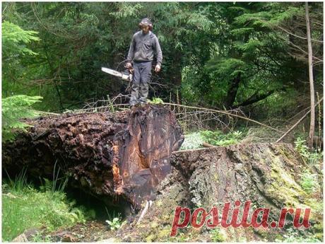 Вторая жизнь срубленных деревьев | Fresher - Лучшее из Рунета за день
