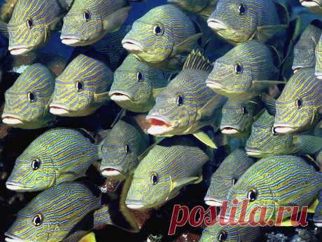 фото_обои *подводный мир*