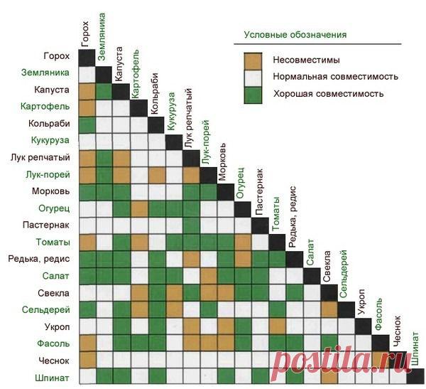 что растет после лука | Агрономия Сельское хозяйство Приусадебное хозяйство | Группы Мой Мир