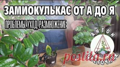Если это знать, ваш замиокулькас станет пышным и красивым кустом. Укоренить долларовое дерево проще простого | Антон - цветочник | Дзен