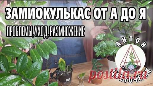 Если это знать, ваш замиокулькас станет пышным и красивым кустом. Укоренить долларовое дерево проще простого | Антон - цветочник | Дзен