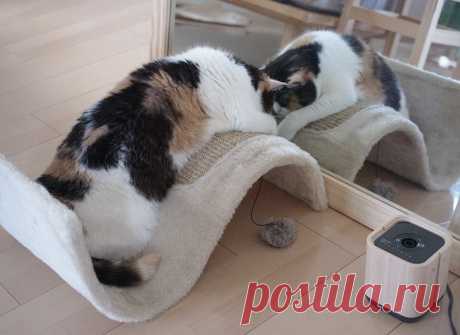 Лежанка+когтеточка)))