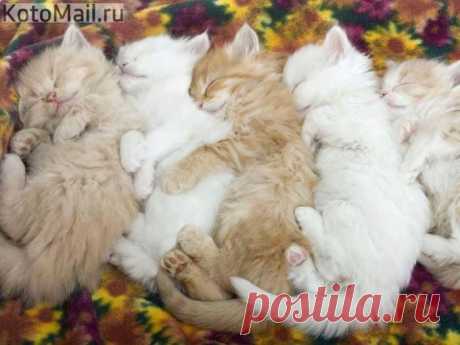 Бесик | KotoMail.ru