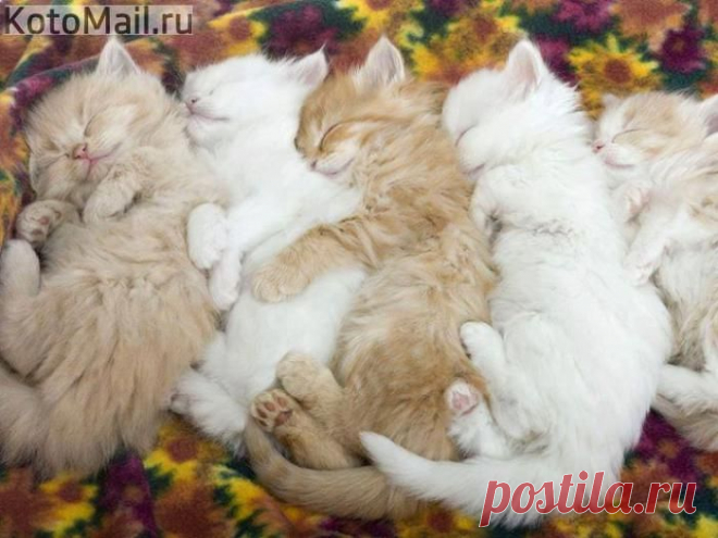 Бесик | KotoMail.ru