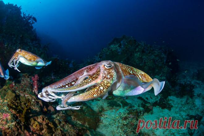 Заблуждения и удивительные факты о каракатицах Каракатицы лучше всех в мире умеют маскироваться, хамелеоны в этом плане просто отдыхают. Эти удивительные создания способны быстро изменять цвет своей кожи в соответствии с окружающей средой и создавать сложные хроматические узоры …