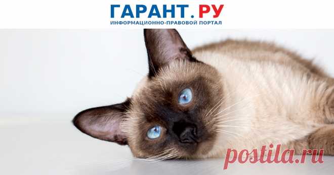 2025--Бывшей хозяйке сиамского кота НЕ УДАЛОСЬ ОТСУДИТЬ его у нового владельца | ГАРАНТ.РУ Суд счел доводы о праве волонтера следить за судьбой животного и ежегодно посещать его несостоятельными.