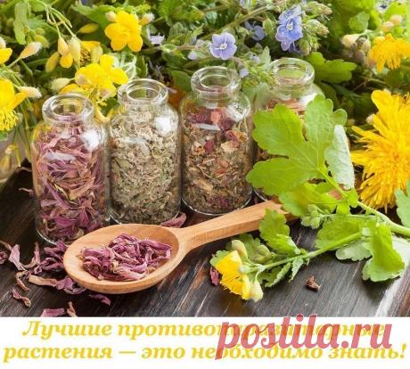 Завариваем чай из собственного сада