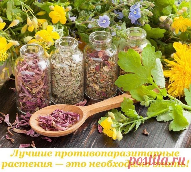 Завариваем чай из собственного сада