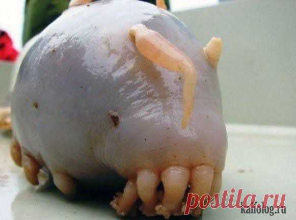 Необычные животные нашей планеты - Познавательно