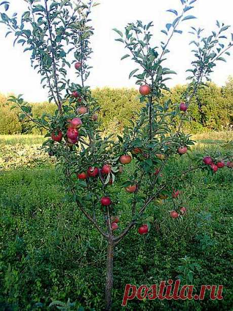 Как обрезать яблоню. Как обрезать деревья видео | Лаборатория домашнего хозяйства