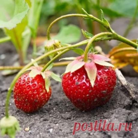 Налёт и слизни. Как не потерять урожай садовой земляники