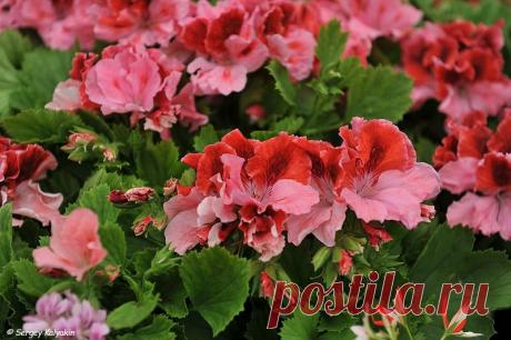 13 восхитительных сортов пеларгонии королевской | Сады и цветы | Яндекс Дзен