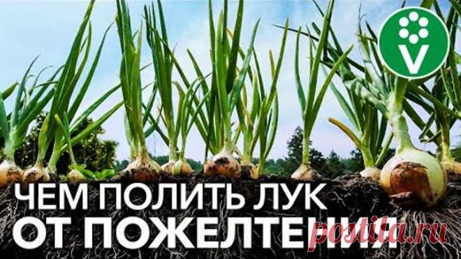 ЖЕЛТЕЕТ ПЕРО ЛУКА? ИСПРАВЬТЕ ВСЕ В МОМЕНТ!