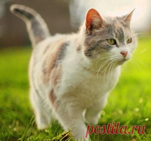 4 симптома хламидиоза у кошек | Лапа помощи | Дзен