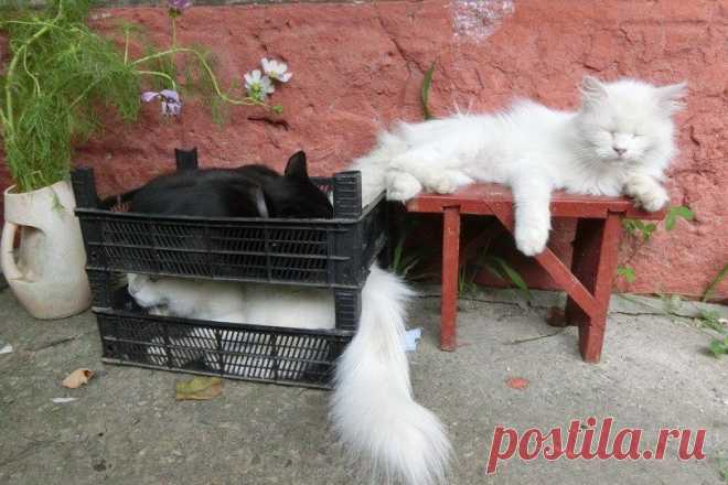 Котизм