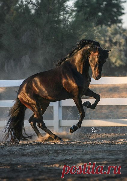 Morgan Stallion   |  Pinterest • Всемирный каталог идей