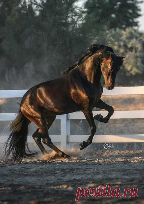 Morgan Stallion   |  Pinterest • Всемирный каталог идей