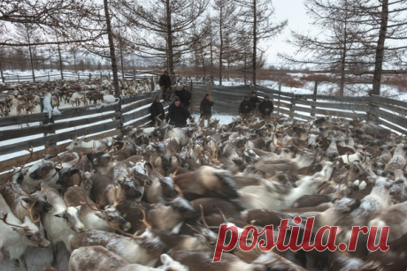 «Оленья волна» «Два раза в год кочевые оленеводы собирают в загоны оленей для учёта, вакцинации и отпиливания рогов. Олени ходят по кругу, ожидая очереди покинуть тесный вольер», – рассказывает фотограф Светлана Горбатых: nat-geo.ru/community/user/29089/ Фотография участвует в конкурсе «Россия – моя страна»: nat-geo.ru/contest/rossiya-moya-strana/. Присоединяйтесь!