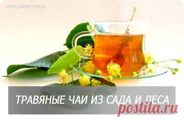 ТРАВЯНЫЕ ЧАИ ИЗ САДА И ЛЕСА