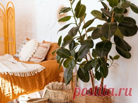Фикус эластика — классика среди крупных комнатных растений. Уход в домашних условиях. Фото — Ботаничка.ru
