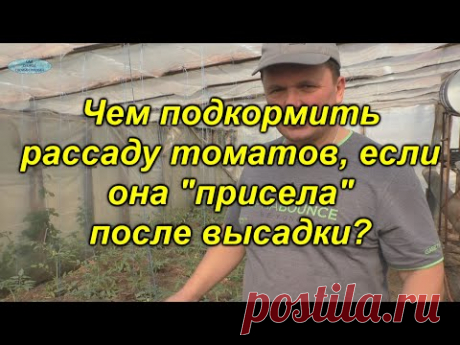 Рассада "остановилась" в росте после высадки? Срочно подкормите!