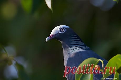 Сем. Голубиные (Columbidae)
Белошапочный голубь (Columba leucocephala)