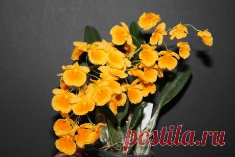 Дендробиум: фото, советы и рекомендации по уходу | flori-da.ru