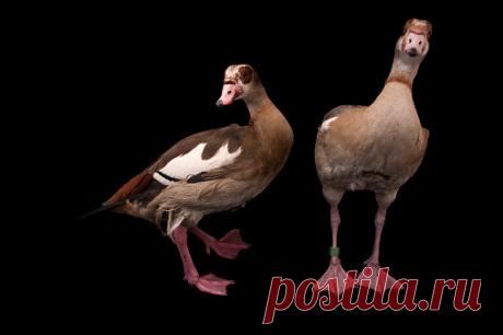 A Female Bluewinged Teal Anas Discors At The Columbus Zoo Stock Photo | Getty Images