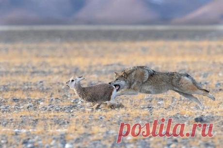 Победители фотоконкурса «Золотая черепаха»