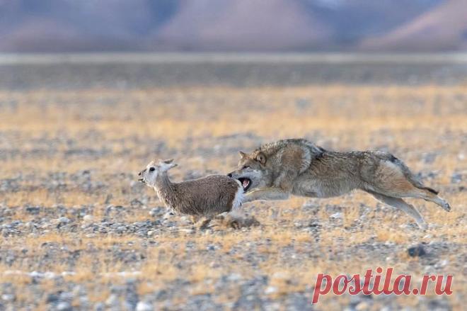 Победители фотоконкурса «Золотая черепаха»