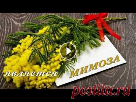 МИМОЗА.  Цветочный гороскоп Цветочный гороскоп для родившихся 20-28 февраля...