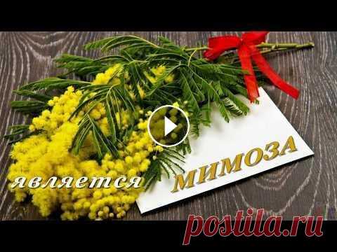 МИМОЗА.  Цветочный гороскоп Цветочный гороскоп для родившихся 20-28 февраля...