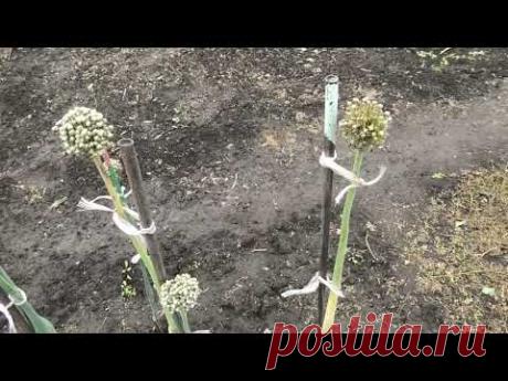 Собраны семена лука чернушка, итоги выращивания