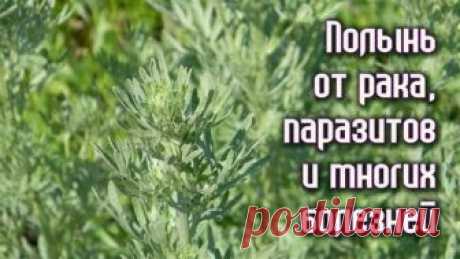 ПОЛЫНЬ от РАКА, ПАРАЗИТОВ и многих БОЛЕЗНЕЙ. Рецепты
