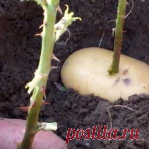 Он втыкает розу в картошку и сажает ее в горшок. Через неделю вырастает уникальное - МирТесен