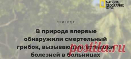 Никто не знал, откуда около десяти лет назад взялся коварный грибок Candida auris, который с особой интенсивностью принялся поражать пациентов в больницах. Теперь микологам удалось обнаружить его на тропических островах в Индийском океане.