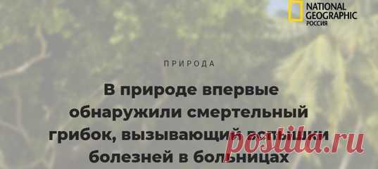 Никто не знал, откуда около десяти лет назад взялся коварный грибок Candida auris, который с особой интенсивностью принялся поражать пациентов в больницах. Теперь микологам удалось обнаружить его на тропических островах в Индийском океане.