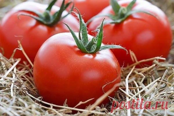 Как сохранить томаты свежими надолго.