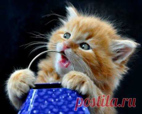 Мой Мир@Mail.Ru