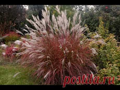 Мискантус китайский "Маленькая мисс" осенью, 5 лет (Miscanthus sinensis "Little Miss")