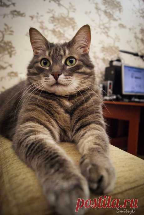 Фотография &quot;Котэ&quot; - Животные Фотограф: Дмитрий Орлов