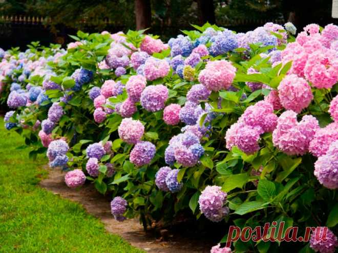 Необычная подкормка для ваших гортензий | PLANTS ABOUT | Яндекс Дзен