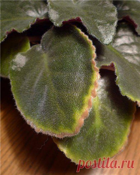 ДИАГНОСТИКА НЕДОСТАТКА И ИЗБЫТКА МИКРО И МАКРОЭЛЕМЕНТОВ У ФИАЛОК.  http://vk.com/club58687005 - Сказочный сад (Фиалки, цветы, овощи, экзотика)))