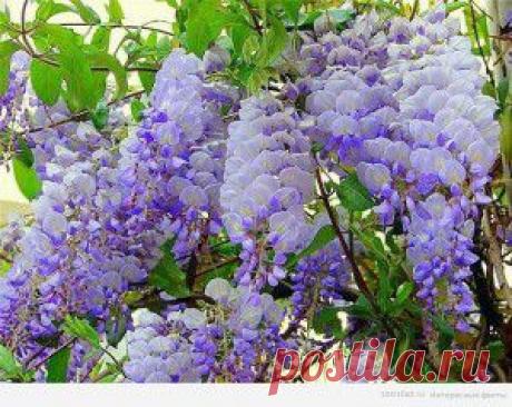 Итальянская брускетта с помидорами и огурцами