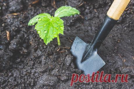 Чем подкормить огурцы во время  похолодания в августе | Азбука огородника | Яндекс Дзен