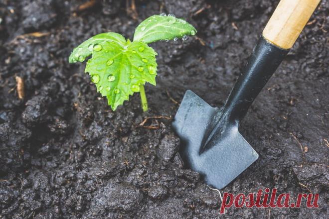 Чем подкормить огурцы во время  похолодания в августе | Азбука огородника | Яндекс Дзен