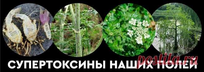 Растения I класса опасности. Памятка по идентификации Признаю честно, я не собирался сейчас писать заметку, ибо в лавине разномастного хабр-научпопа ботанике с примесью химии конкурировать достаточно сложно. Да и все, кому интересны мои публикации...