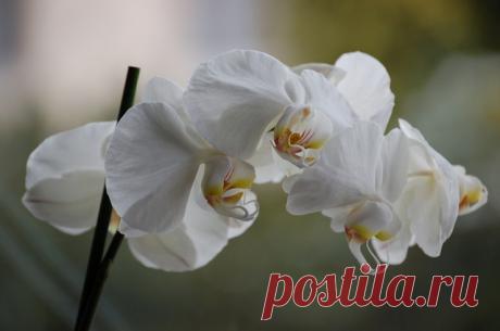 (+1) Почему орхидея не цветет?